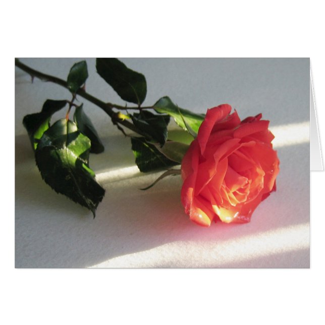 Beautiful Cut Rose auf Table Lit by Sunlight (Vorderseite (Horizontal))