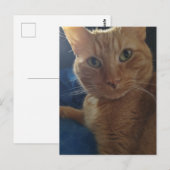 Beautiful Cute Ginger Tabby Cat Postkarte (Vorne/Hinten)