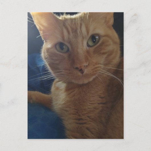 Beautiful Cute Ginger Tabby Cat Postkarte (Vorderseite)
