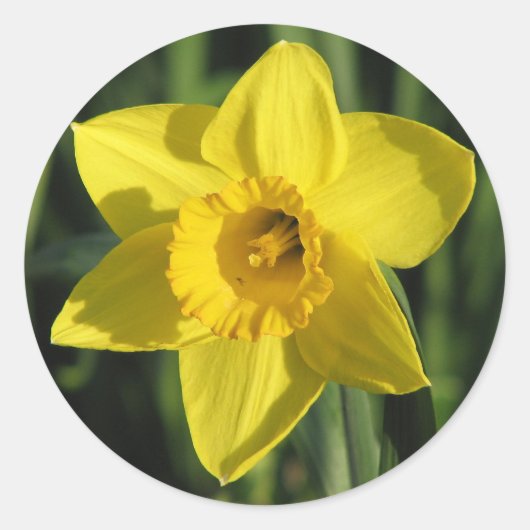 Beautiful Daffodil Runder Aufkleber (Vorderseite)