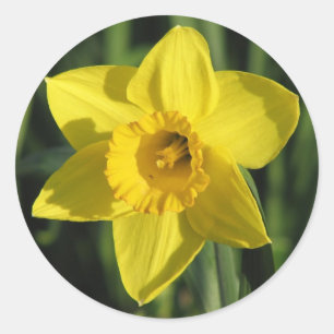 Beautiful Daffodil Runder Aufkleber