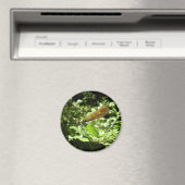 Beautiful Demoiselle Magnet (In Situ (Geschirrspüler))