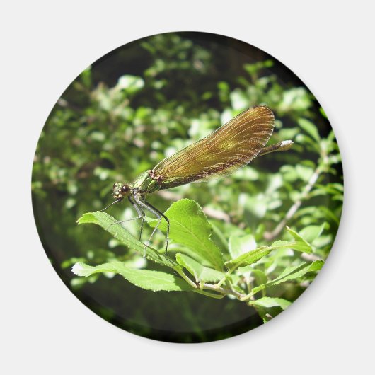 Beautiful Demoiselle Magnet (Vorne)