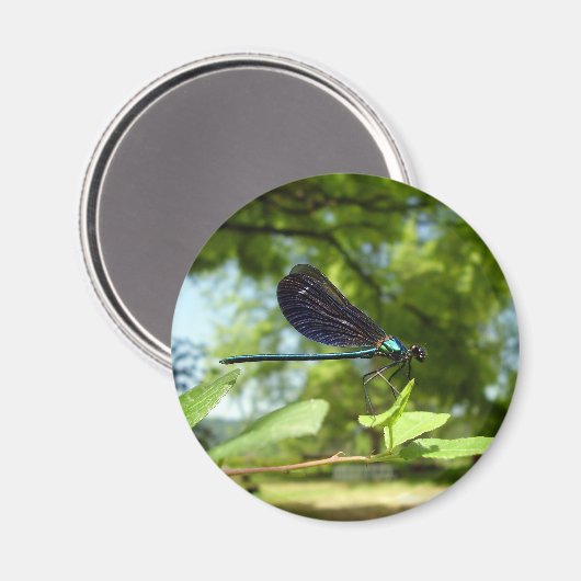 Beautiful Demoiselle Magnet (Vorderseite/Rückseite)