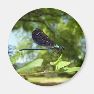 Beautiful Demoiselle Magnet