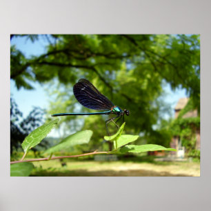 Beautiful Demoiselle Poster