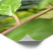 Beautiful Demoiselle Poster (Ecke)