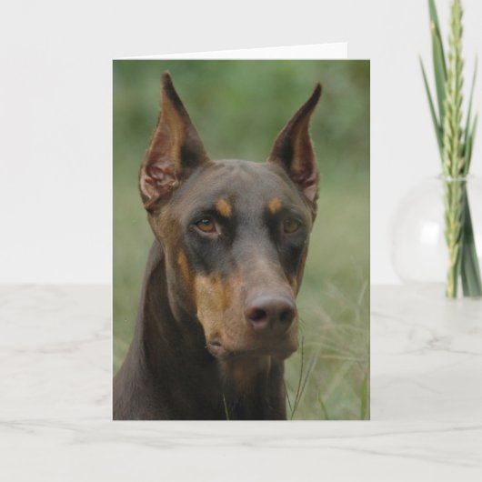 Beautiful Doberman Karte (Vorderseite)