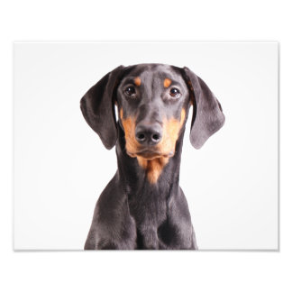 Beautiful Doberman pinscher Fotodruck