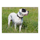 Beautiful Dogo Argentino (Vorderseite (Horizontal))