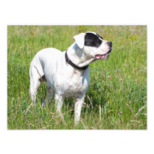 Beautiful Dogo Argentino Fotodruck
