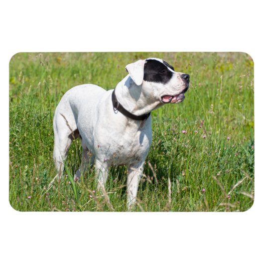 Beautiful Dogo Argentino Magnet (Horizontal)