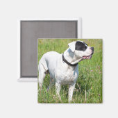 Beautiful Dogo Argentino Magnet (Vorderseite/Rückseite)