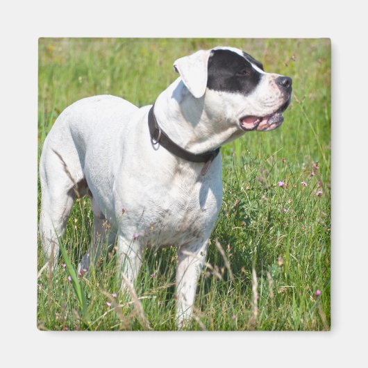Beautiful Dogo Argentino Magnet (Vorne)