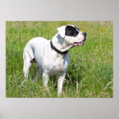 Beautiful Dogo Argentino Poster (Vorne)
