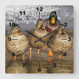 Beautiful ducks photo quadratische wanduhr