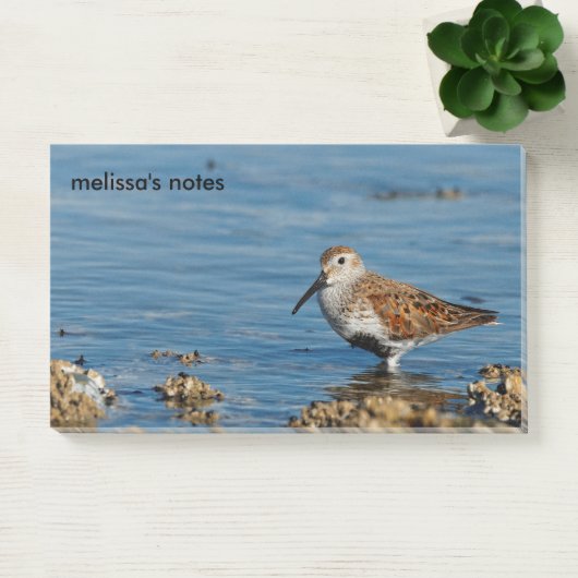 Beautiful Dunlin Shorebird Sandpiper Goes Solo Post-it Klebezettel (Büro)