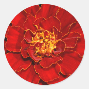 Beautiful Durango Red Marigold Runder Aufkleber