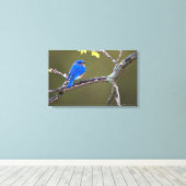 Beautiful Eastern Bluebird Leinwanddruck (Insitu (Holzboden))