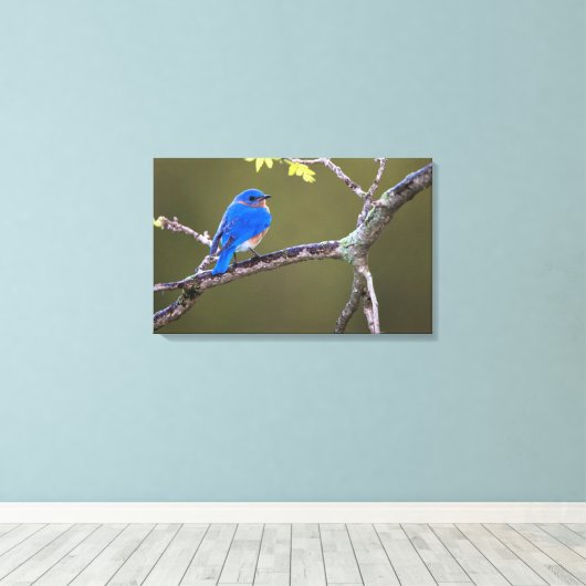 Beautiful Eastern Bluebird Leinwanddruck (Insitu (Holzboden))