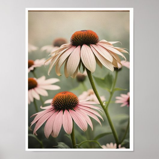 Beautiful Echinacea Blume Poster Wine tasting in d (Vorne)