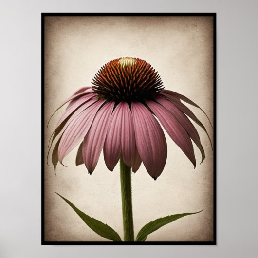 Beautiful Echinacea Blume Poster Wine tasting in d (Vorne)
