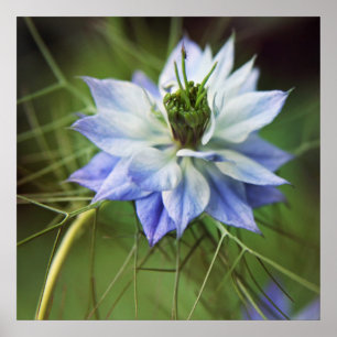 Beautiful Elegant Nigella Flower Poster