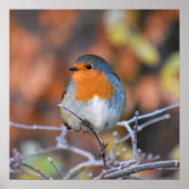 Beautiful European Robin Poster (Vorne)