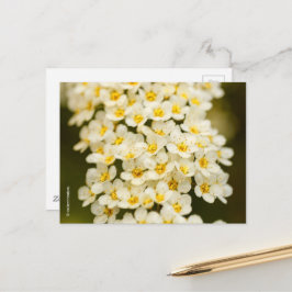 Beautiful Floral Bridalwreath Spiraea Postkarte