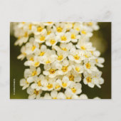 Beautiful Floral Bridalwreath Spiraea Postkarte (Vorderseite)