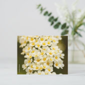 Beautiful Floral Bridalwreath Spiraea Postkarte (Stehend Vorderseite)
