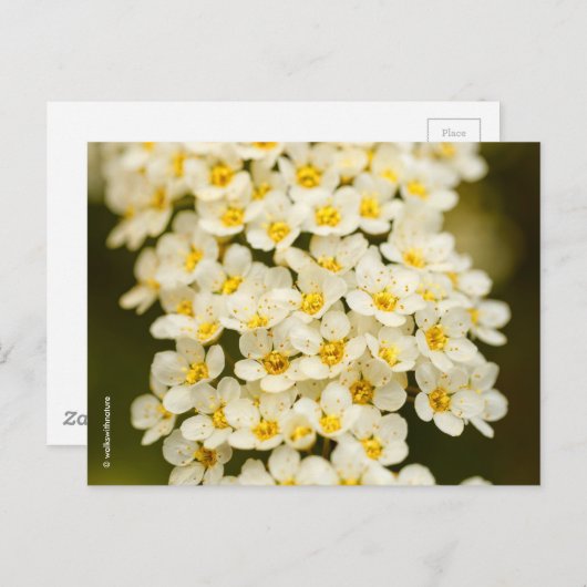 Beautiful Floral Bridalwreath Spiraea Postkarte (Vorne/Hinten)