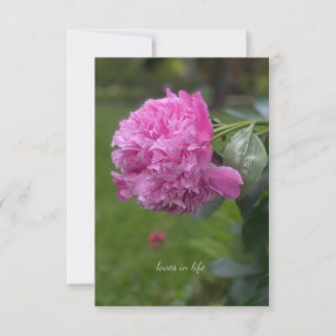Beautiful Full Pink Peony Mitteilungskarte
