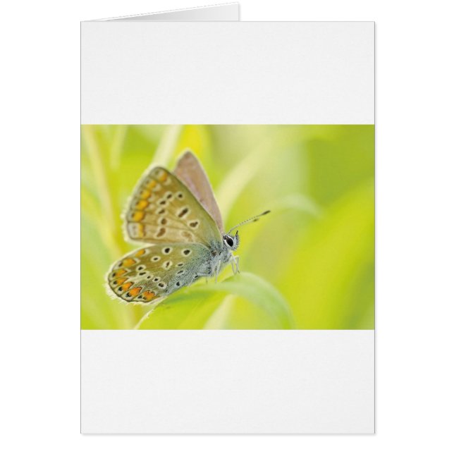 Beautiful Gepunktet Butterfly (Vorne)