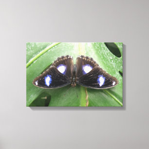 Beautiful Gepunktet Butterfly Canvas Print Leinwanddruck