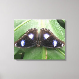 Beautiful Gepunktet Butterfly Canvas Print Leinwanddruck