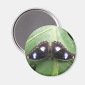Beautiful Gepunktet Butterfly Magnet (Vorderseite/Rückseite)