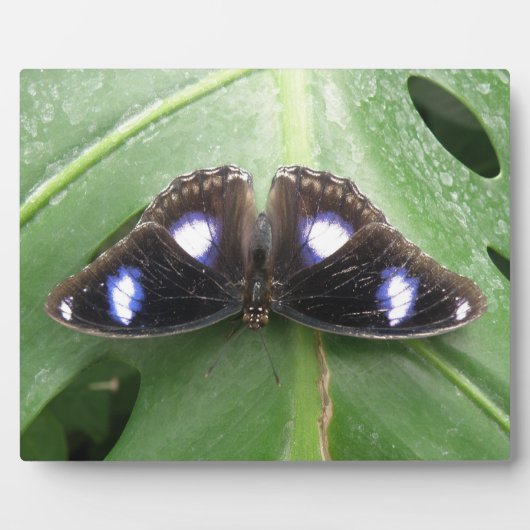 Beautiful Gepunktet Butterfly Plaque Fotoplatte (Vorderseite)