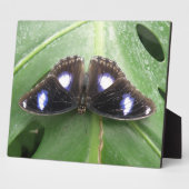 Beautiful Gepunktet Butterfly Plaque Fotoplatte (Seite)
