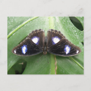Beautiful Gepunktet Butterfly Postcard Postkarte