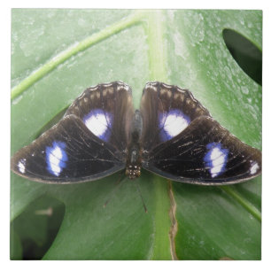Beautiful Gepunktet Butterfly Tile Fliese