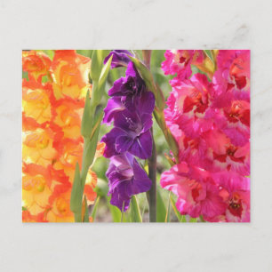 Beautiful Gladiolus Blooms Postkarte