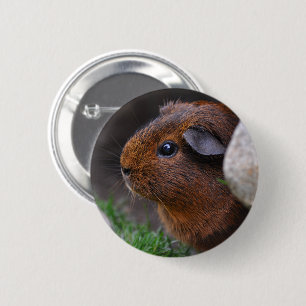 Beautiful Gold Agouti Guinea Pig Button