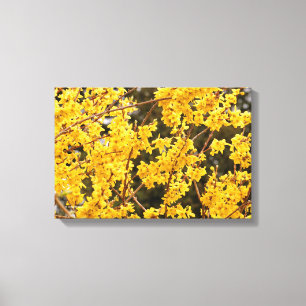 Beautiful Golden Forsythia Shrub Leinwanddruck