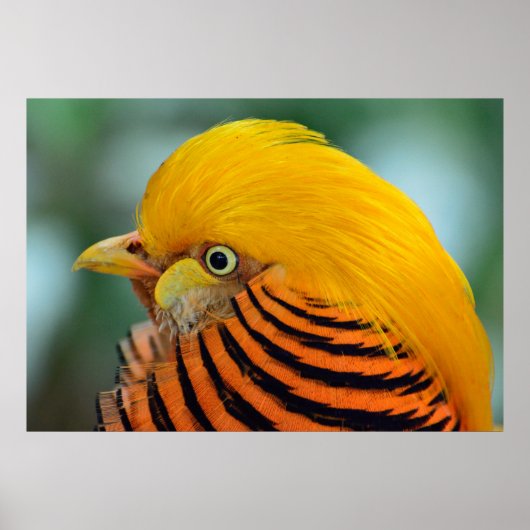 Beautiful golden pheasant bird poster (Vorne)