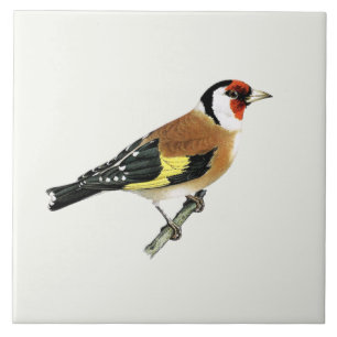 Beautiful Goldfinch Song Bird Fliese