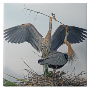 Beautiful Great Blue Heron Family (Foto) Fliese