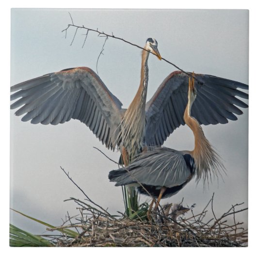 Beautiful Great Blue Heron Family (Foto) Fliese (Vorderseite)