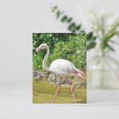 Beautiful Greater Flamingo - Postcard Postkarte (Stehend Vorderseite)