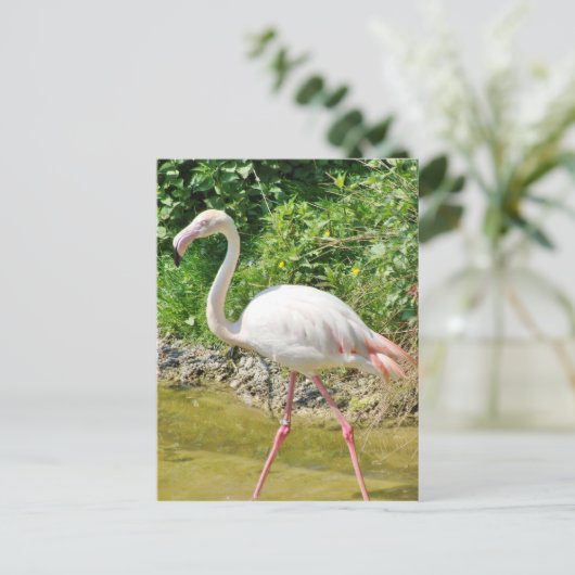 Beautiful Greater Flamingo - Postcard Postkarte (Stehend Vorderseite)